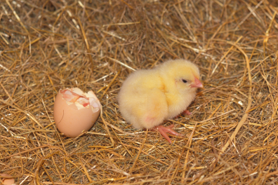 Reproduction de la poule - Poussin nouveau-né
